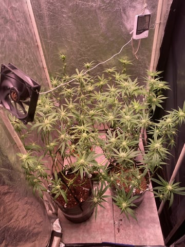 75x60  x 4 Gens — flower, day 48
