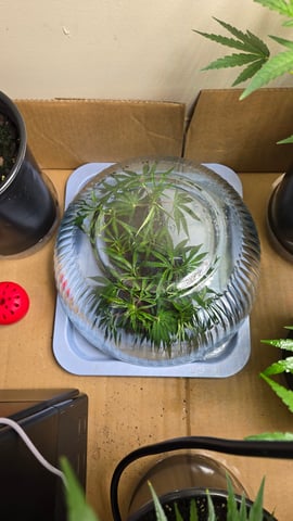 2nd Generation Clones — seedling_rooting, day 6