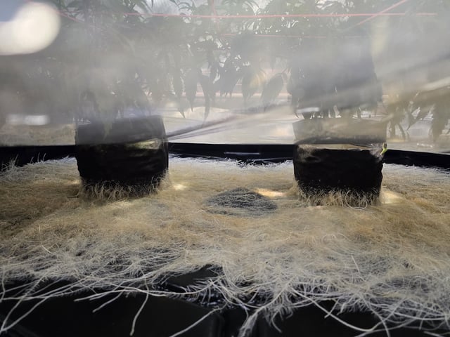 Dante's Inferno Rerun — vegetative, day 69