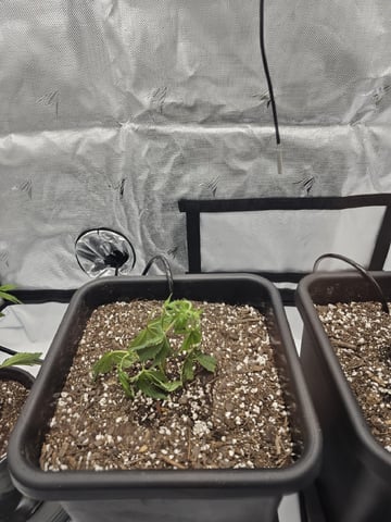 First Grow — vegetative, day 2