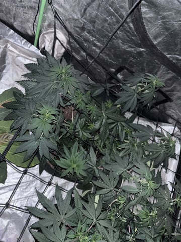 Apple fritta — flower, day 51