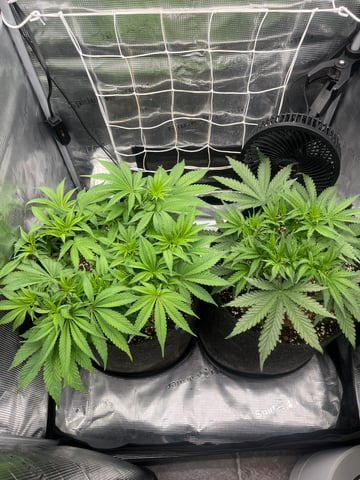 Gorilla Zkittlez & RS #11 — flower, day 45