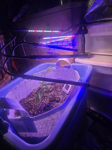 Looking for advice! — vegetative, day 3
