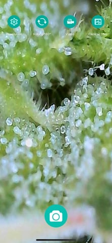 First ever grow — flower, day 73