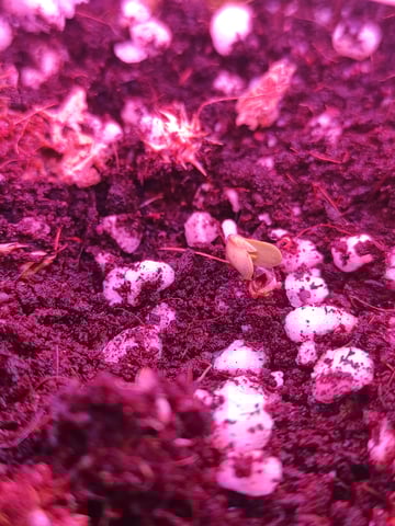 Primavera 2025 — germination, day 1