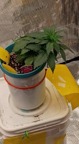 TentPlantLightFan — vegetative, day 30