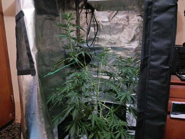 2nd Grow 2026  — vegetative, day 44