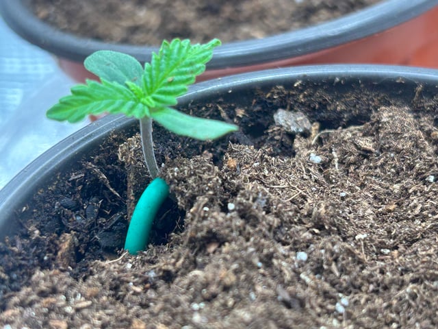 2025-26 harvest INDOOR — seedling_rooting, day 37