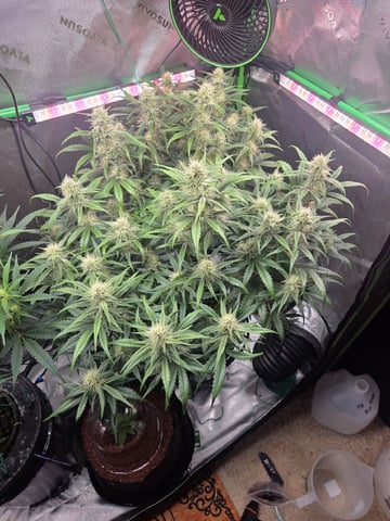 Northern Lights / Banana Kush
