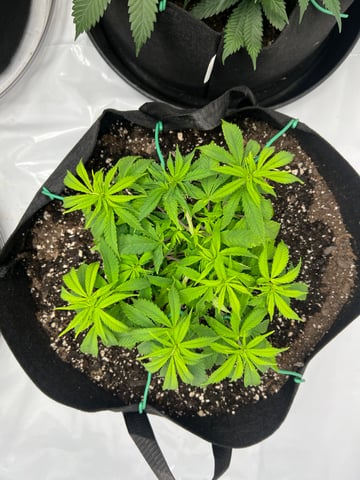 Indoor Grow  — vegetative, day 13