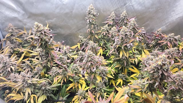 First Grow — flower, day 125