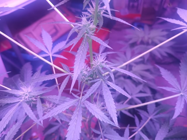 aurora auto — flower, day 63