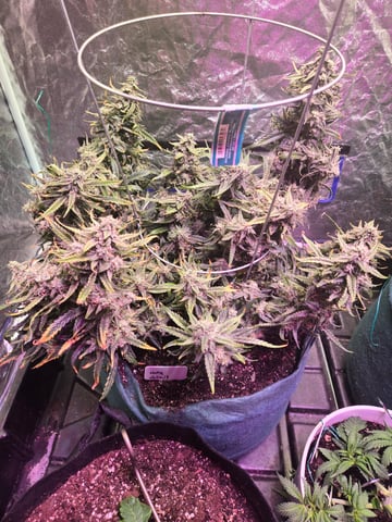 high octane x holy grail  — auto, day 73