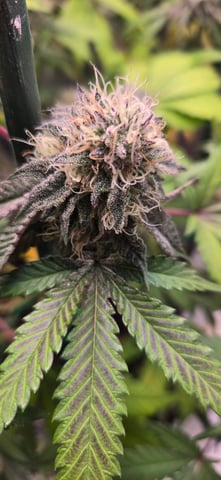 Looking for advice! — flower, day 85