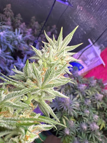 Gelly Mama and Sugar Tree — flower, day 127