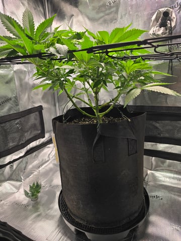 Northern lights #10 (Alaska) — flower, day 36