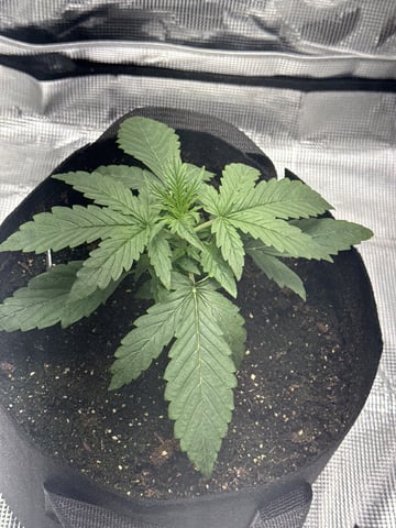 Indoor — vegetative, day 20