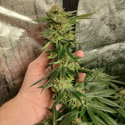 run #3 — flower, day 83