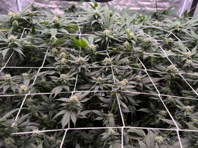 Green Gelato — flower, day 75