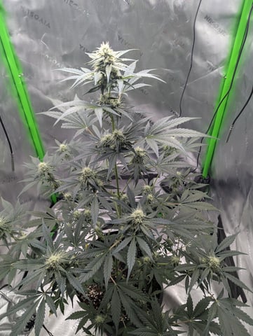 First Grow — flower, day 51