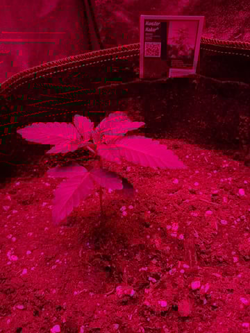 II — vegetative, day 9