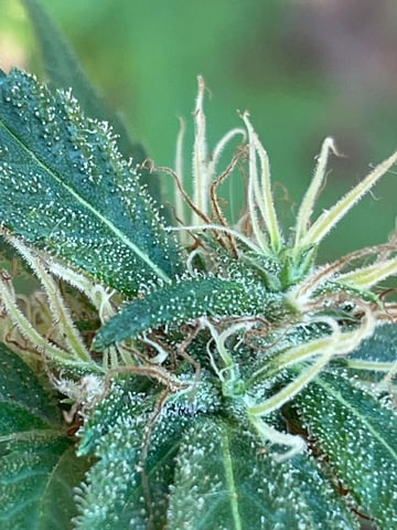 fuzzy skunk — auto, day 2