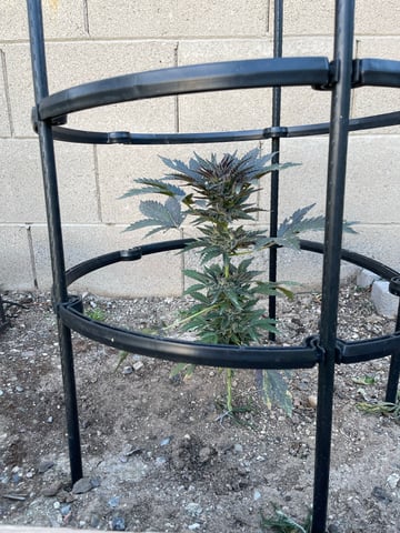 Phx_Freedom — flower, day 68