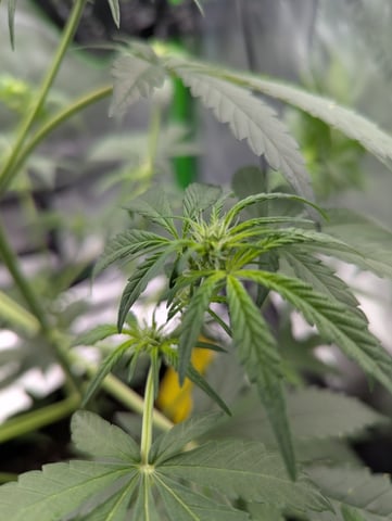 First Grow — flower, day 34