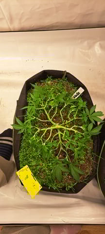 First Grow with the new setup  — vegetative, day 42