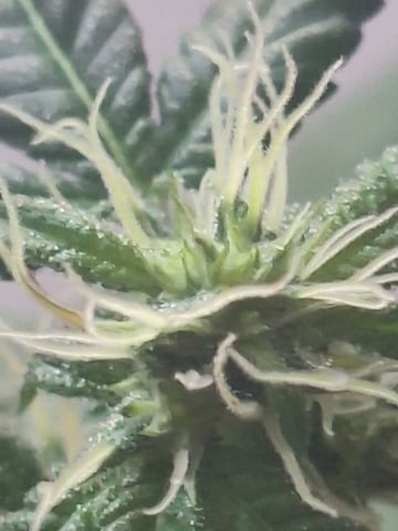 Armário  — flower, day 7