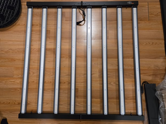 Blue Dream Clones — vegetative, day 38