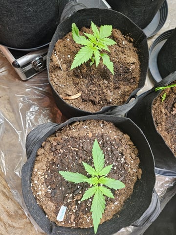 strawberry soda — grow_setup, day 16