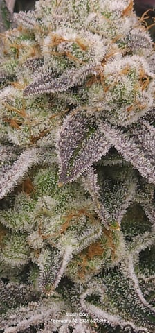 Punch Mints Female Pheno #2 Clone(s) — flower, day 300