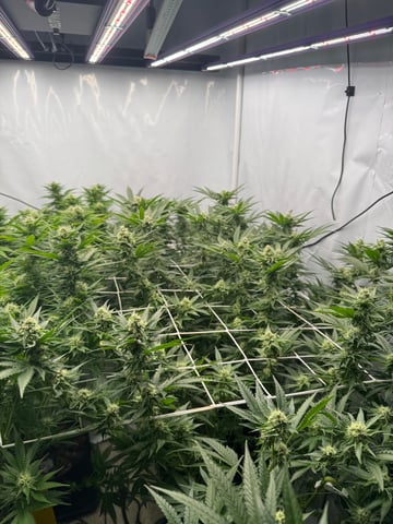 Permanent Marker, Gary Payton — flower, day 30