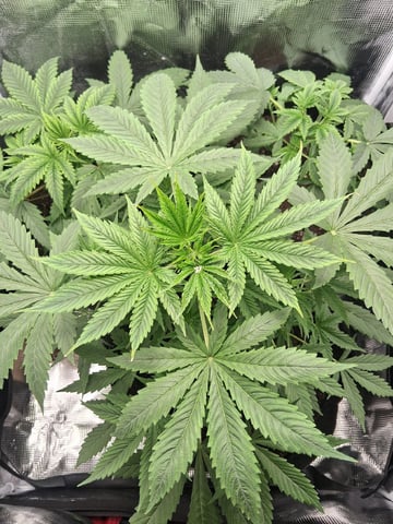 First Indoor Grow  — vegetative, day 29