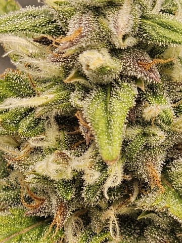 Blue Dream