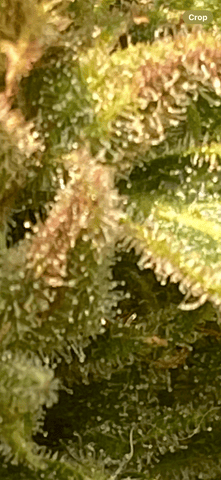 AutoRuntz — harvest, day 2