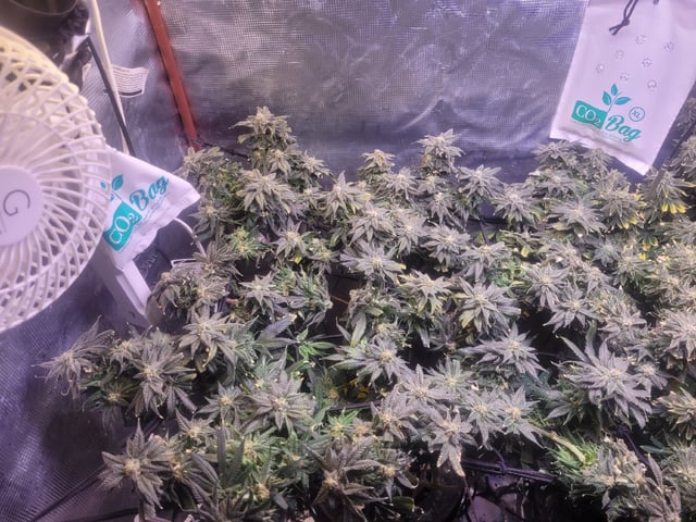 4th Grow — flower, day 7