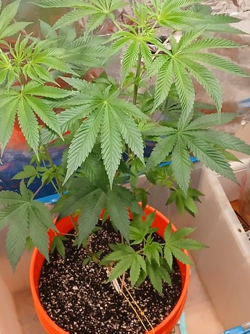 triangle kush  — vegetative, day 12