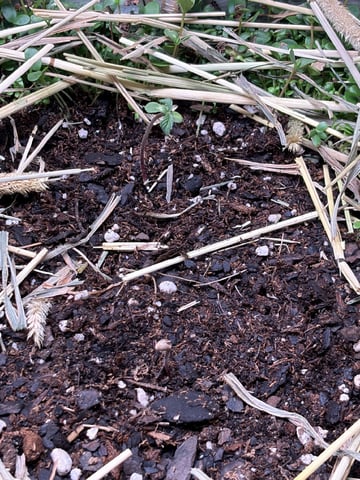 510 First Run! — seedling_rooting, day 5