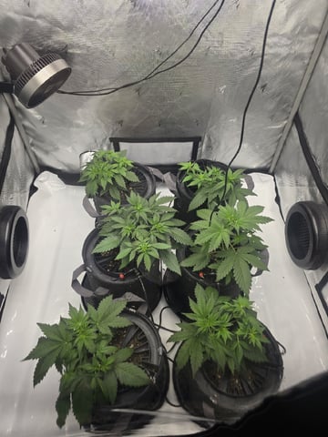 2nd Grow Lemon Cherry Cookies — vegetative, day 26