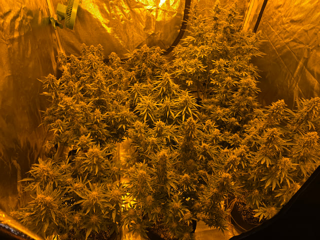 2nd Autoflower Indoor Grow — flower, day 80