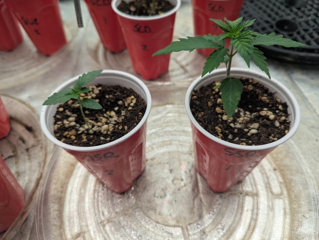 Photo July 25 — seedling_rooting, day 4