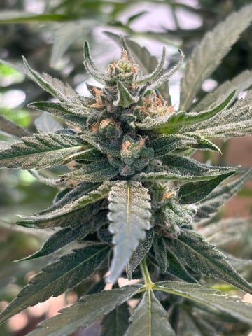 3 seeds  — flower, day 77