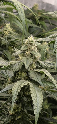 strawberry guava bx — flower, day 14