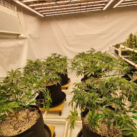 true genetics  — flower, day 29