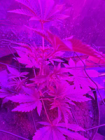 Banana Purple Punch & Rainbow Showers — vegetative, day 45