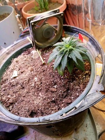Jack hearer/Jack the ripper? — vegetative, day 47