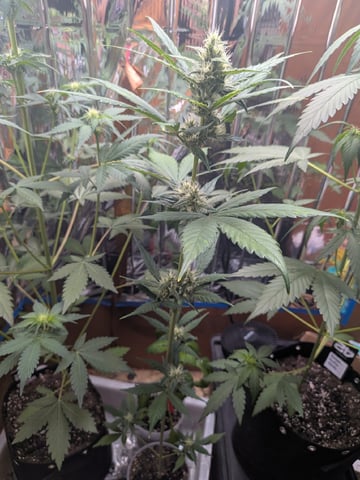 Mendo Frost / Gorilla Cookie / Banana Purple Punch  — flower, day 38