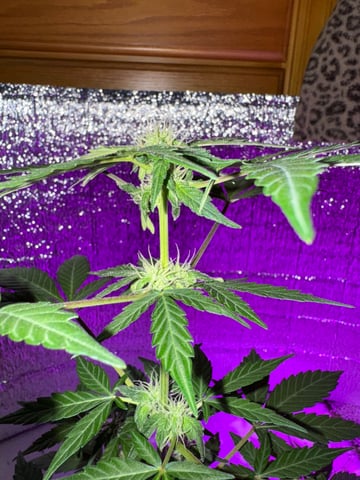 Quick One — flower, day 5